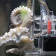 Illustration for article titled Holy Crap, This Octopus is Taking Pictures of Its Visitors